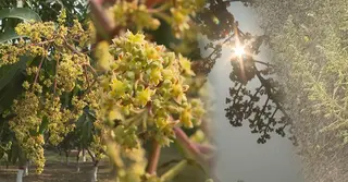 আমের মুকুলে সোনালী স্বপ্ন বুনছে রাজশাহী আম চাষীরা